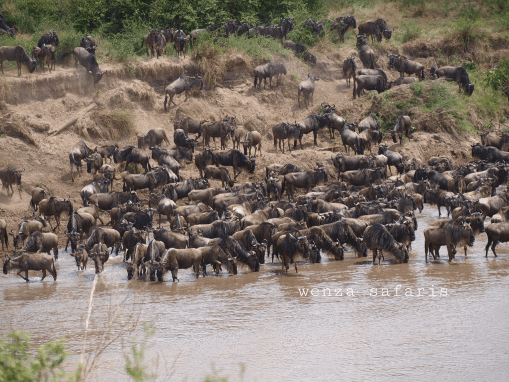 Wildbeast Migration