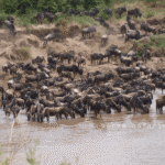 Wildbeast Migration