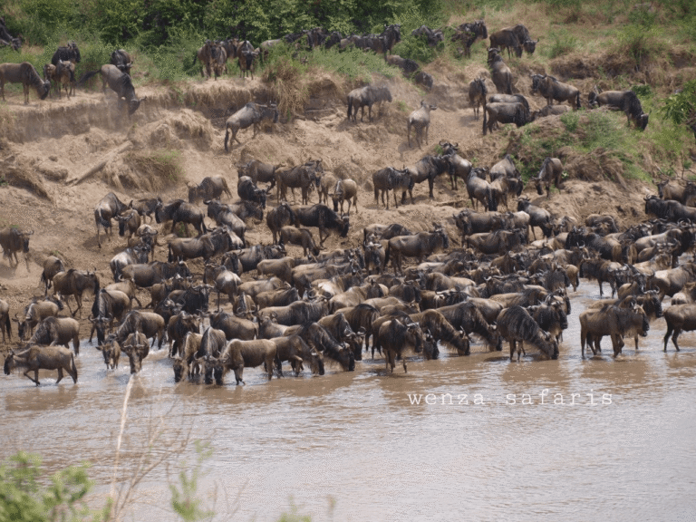 Wildbeast Migration