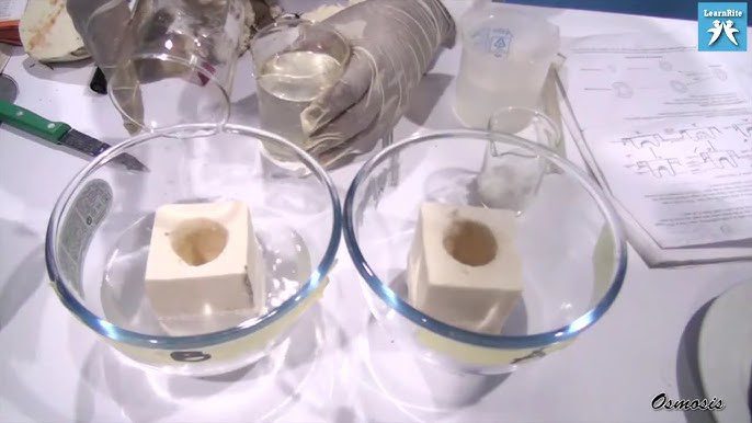 How to Demonstrate Osmosis in Living Tissues (Kenya)