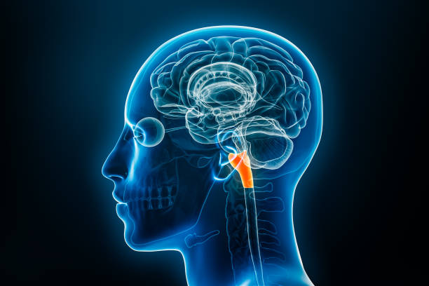 Medulla Oblongata