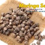 Moringa Seeds