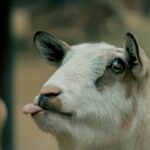 Petting Goats