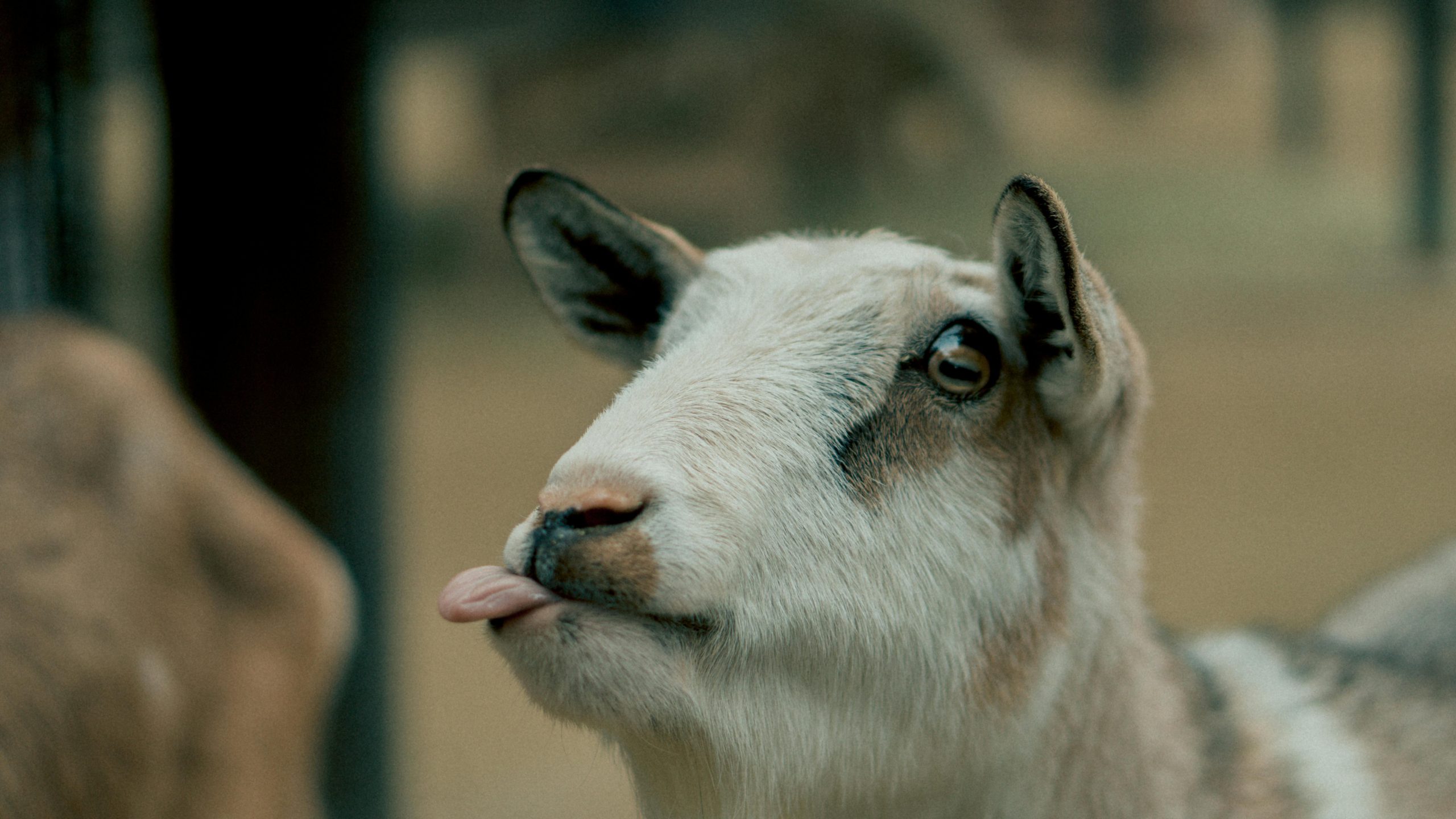 Petting Goats