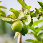 Guava Leaves
