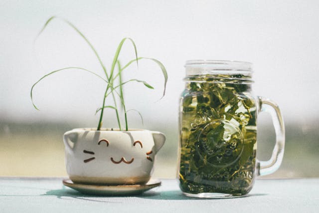 Aloe Vera Benefits