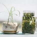 Aloe Vera Benefits