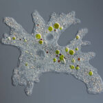 The Deadly Amoeba