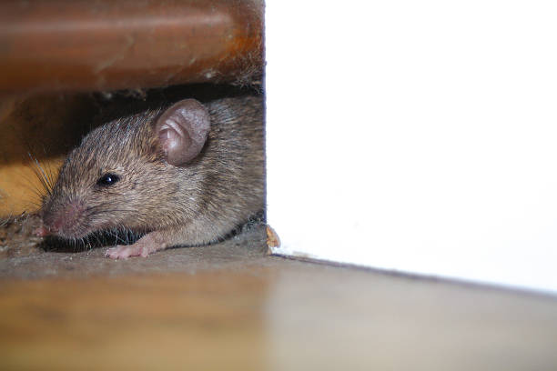 How to keep mice and rats away