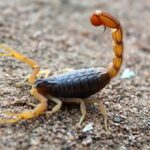 Scorpion Sting