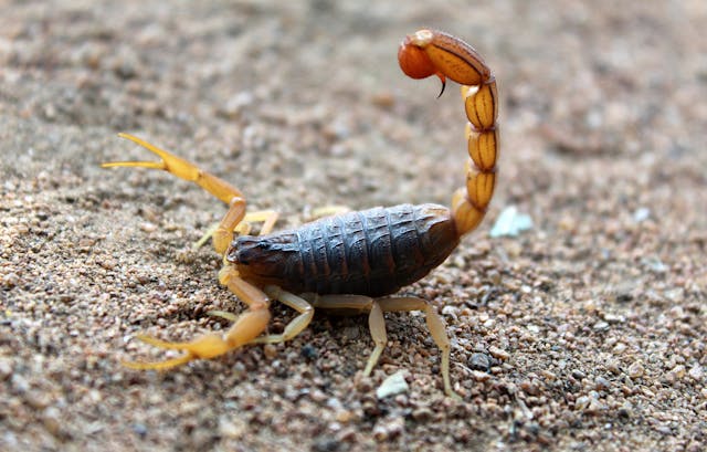 What to do after a scorpion sting