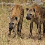 Hyena Attack