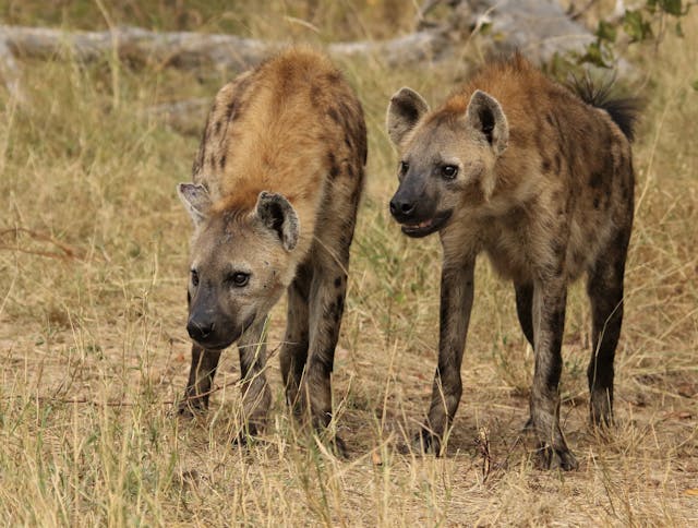 What to do during a hyena attack