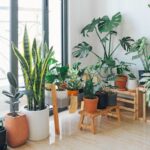 low maintenance plants