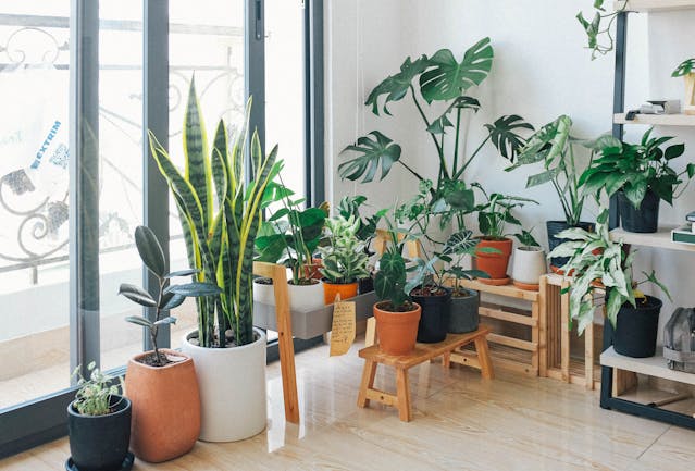low maintenance plants