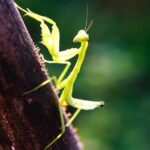 animals that eat their partners