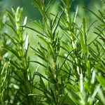 Rosemary