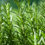 Rosemary