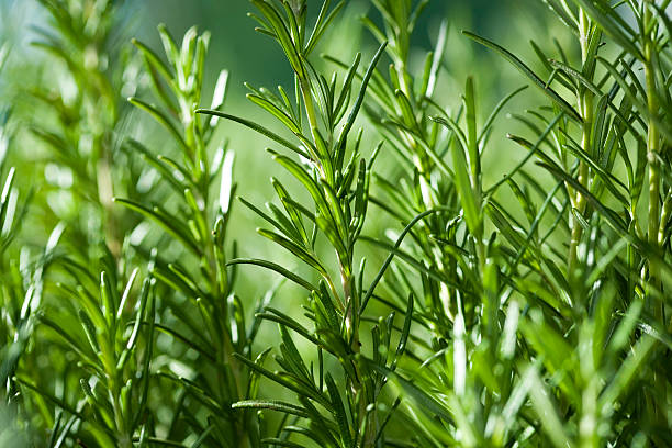 Fresh rosemary at the garden.