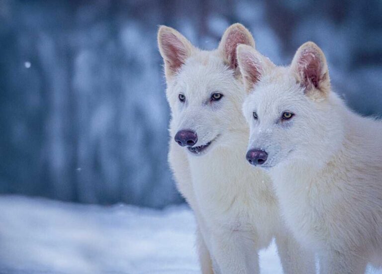 Dire Wolf