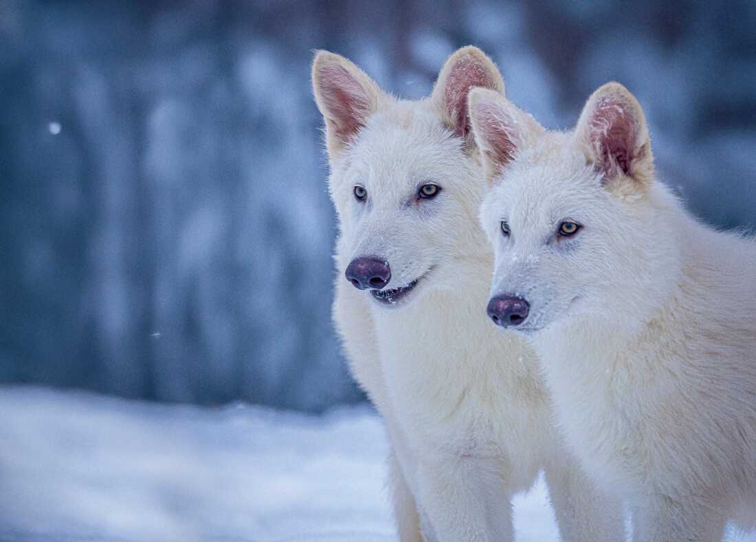 The Dire Wolf Glimpse of the Past & Future of Possibilities