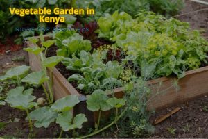 Vegetable Garden in Kenya