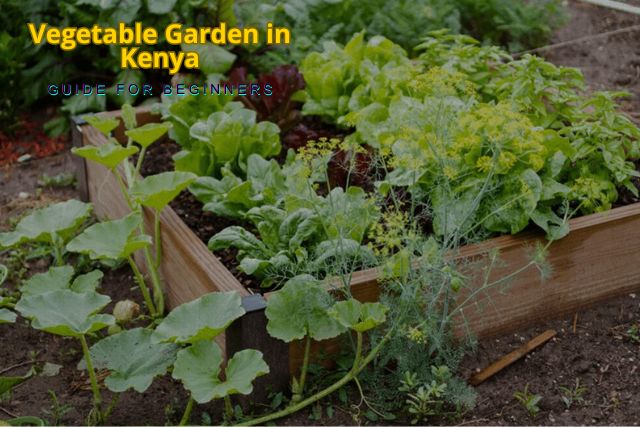Vegetable Garden in Kenya